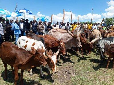 Hommes avec du betail